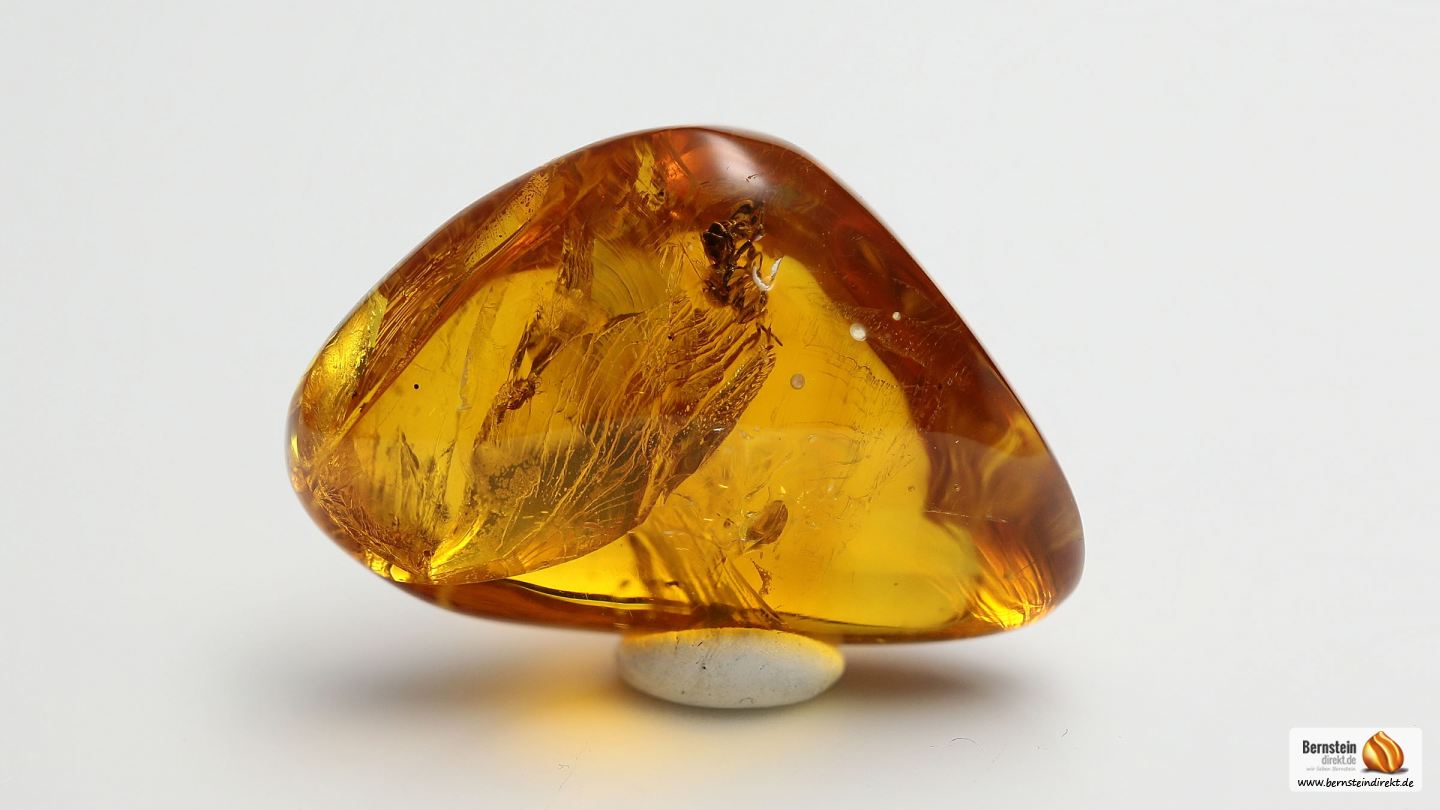 Biene als Inkluse im Dominikanischen Bernstein, stachellose Biene als